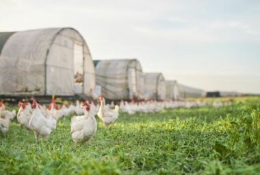chicken coop greenhouse