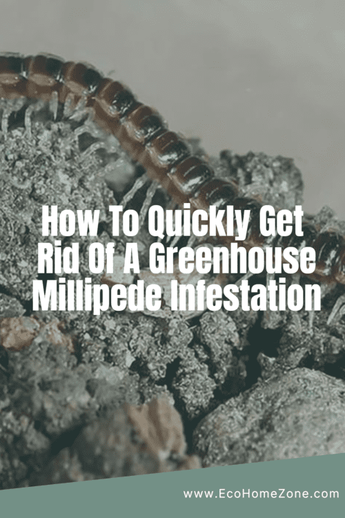 greenhouse millipede