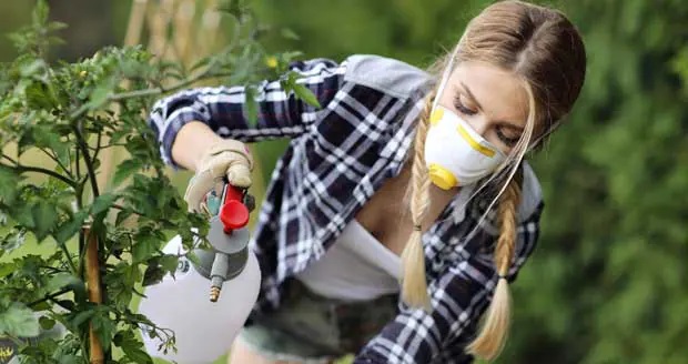 pretty woman spraying pesticide to kill a greenhouse millipede.